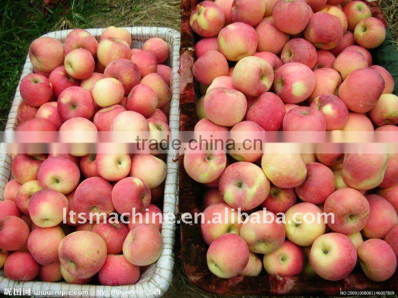 Fruit Washing and Waxing Machine(FS-QXDL)