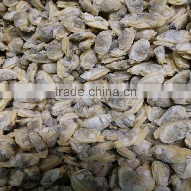 COOKED AND IQF FROZEN YELLOW CLAM MEAT