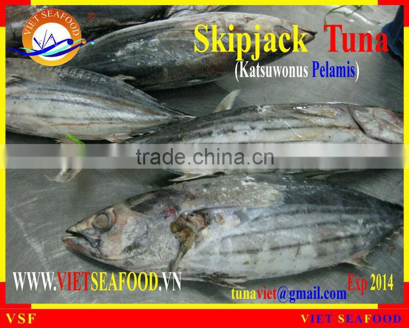 FROZEN SKIPJACK TUNA W/R