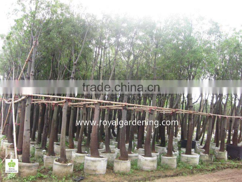 Brachychiton populneus dia 15-30cm