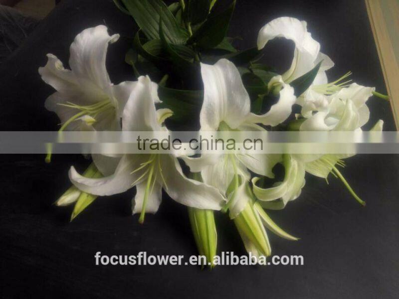 2017 Wholesale White Siberia Lily With High Quality