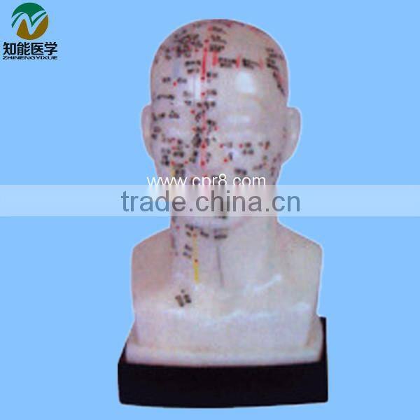 Head Acupuncture Model 20CM BIX-Y1012