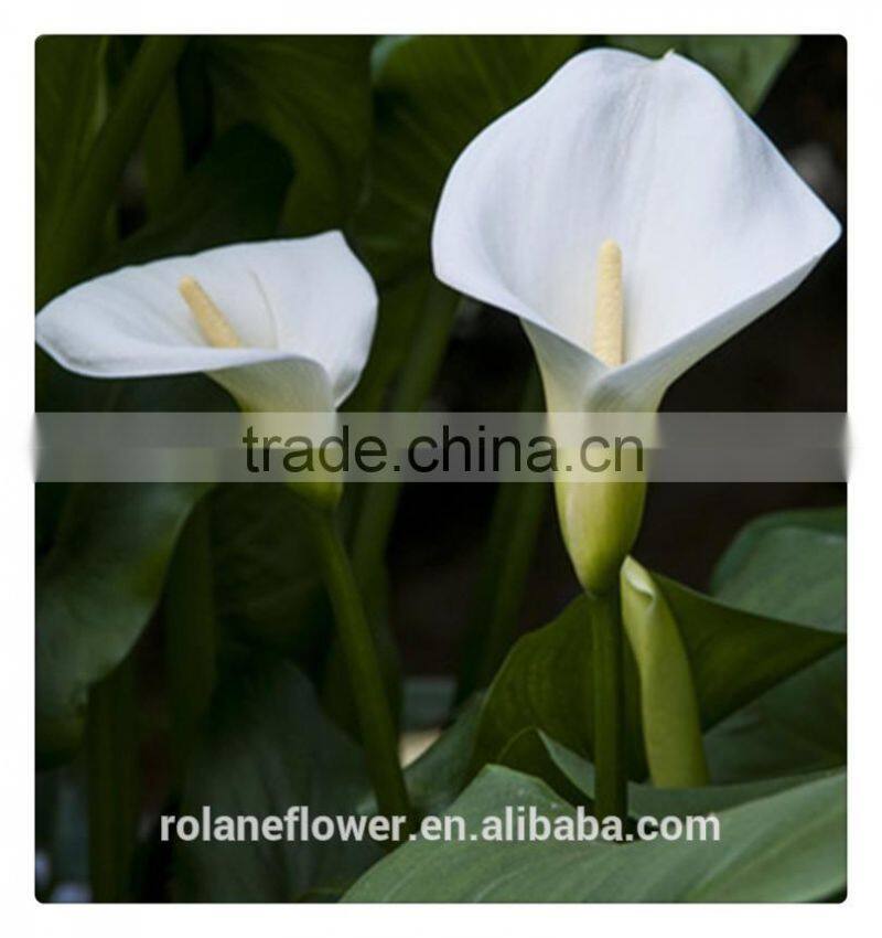 wholesale high quality beautiful cut white calla lily flower