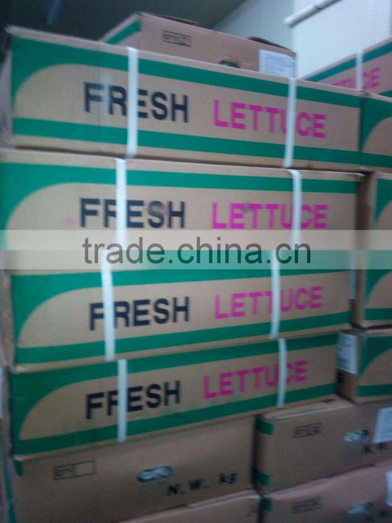 fresh lettuce for sale good quality