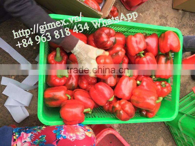 FRESH SWEET PEPPER / BELL PEPPER +84963818434 whatsapp
