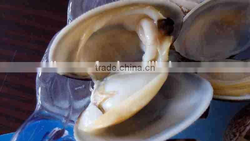 VENERUPIS VARIEGATA FROZEN BABY CLAM WITH SHELL