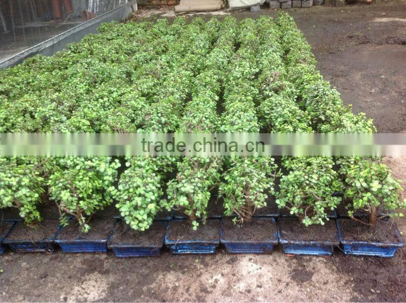 Bonsai tree Jade plant Portulacaria afra