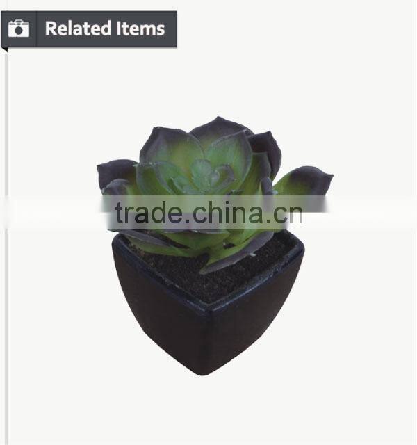 Hot sale miniascape of aloe vera mini plant for office supply