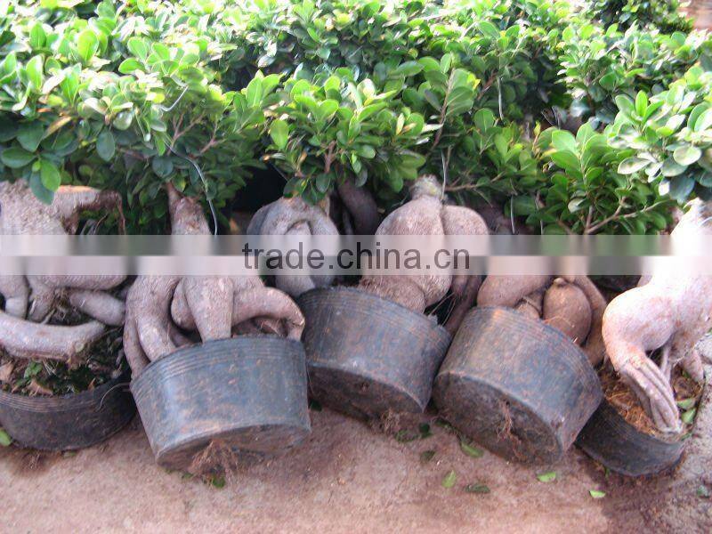 Ficus microcarpa big gingsend