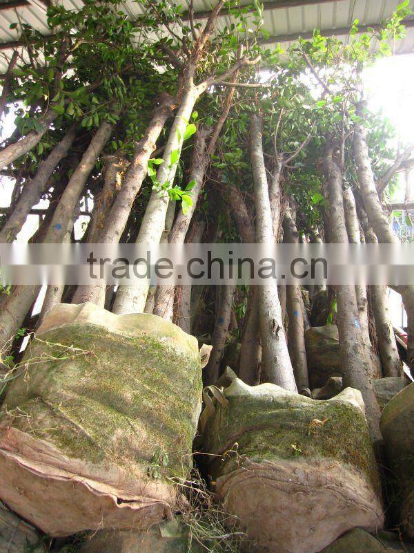 Ficus Nitida landscaping trees for outdoor
