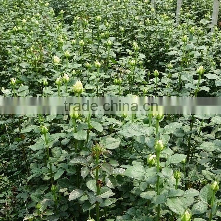 Fresh Cheapest purple violet bouquets