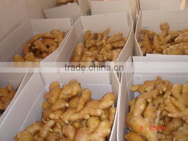 2016 hot sale the lowest price ginger