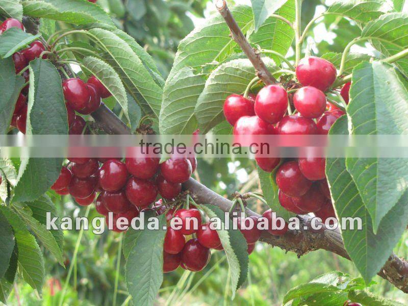 2012 New Crop Sweet Canned red cherry