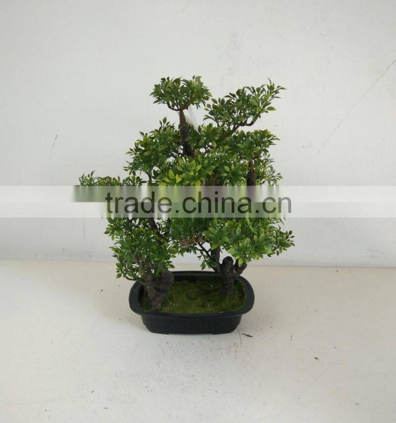 small bonsai tree wholesale