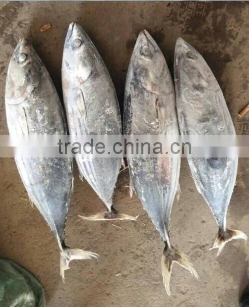 Seafood Frozen Skipjack Tuna Whole Round