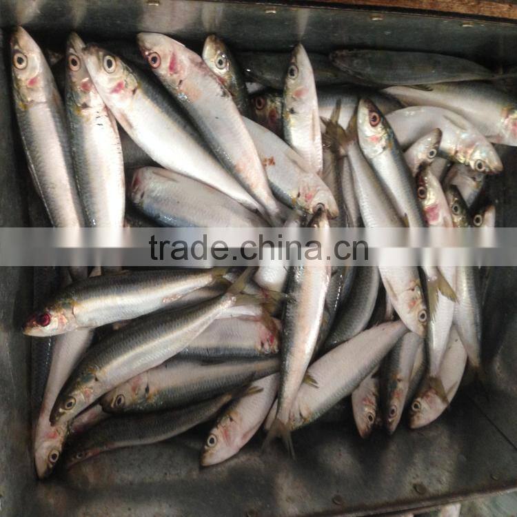 Freeze sardines good sardine sardine bait seafoo fish