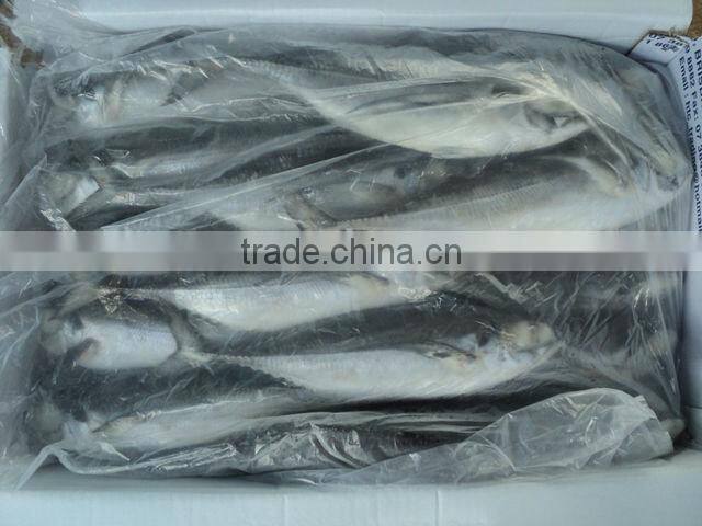 Horse Mackerel fish/ Viet Nam seafood