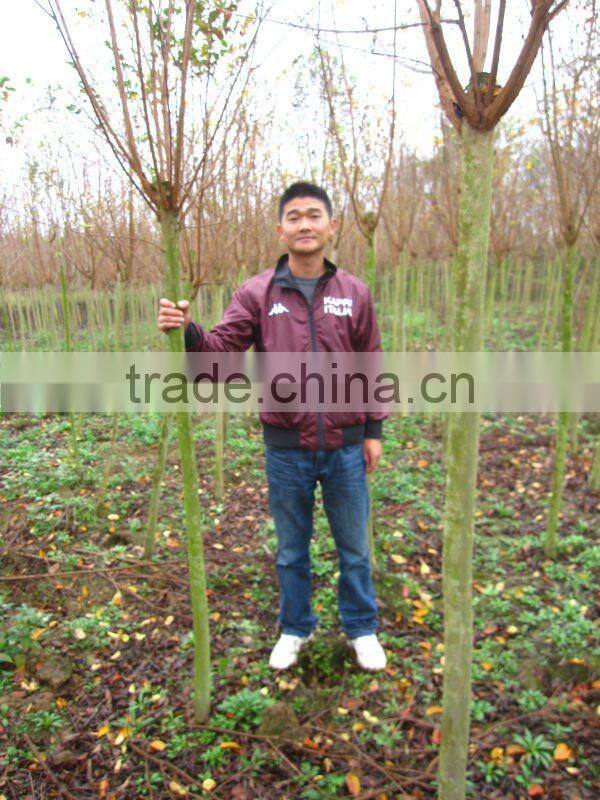 lagerstroemia indica