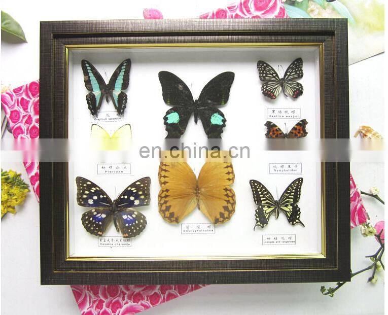 butterfly collection frame for home decoration use