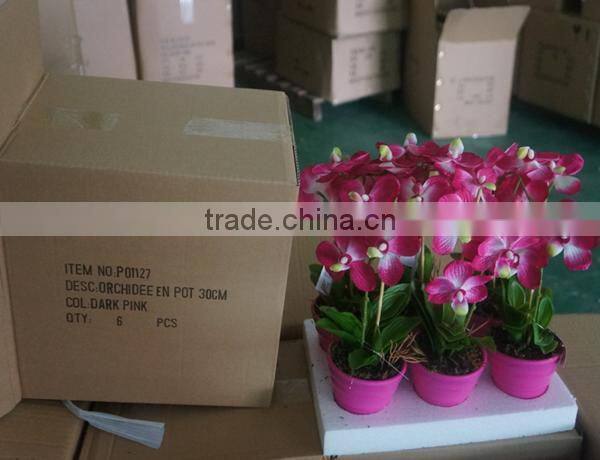 Colourful Bonsai Plants For Sale