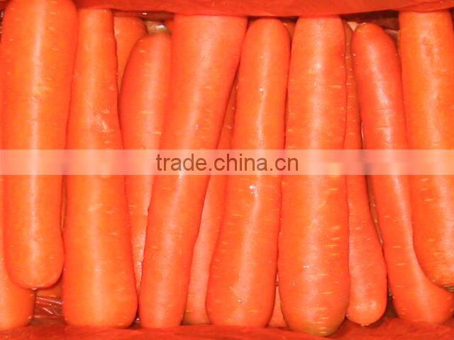 Chinese low price fresh carrot