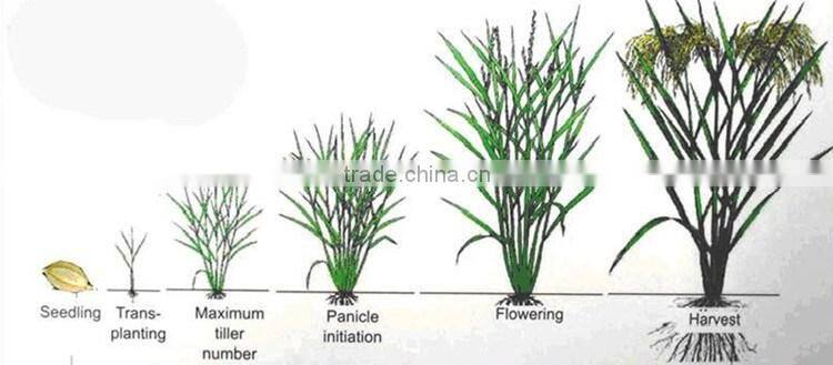 Huminrich Shenyang Organic Fertilizer As Plant Growth Regulator Potassium Humate Analysis Method