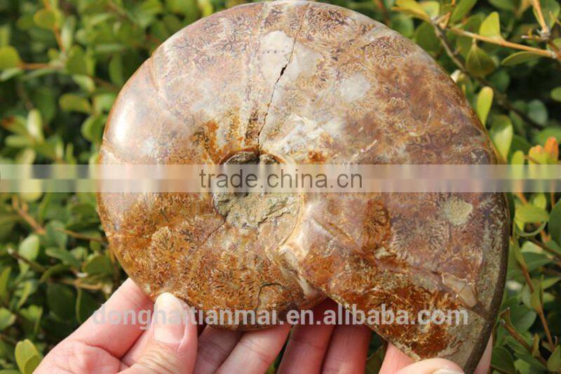Wholesale Large Snail Fossils/Gemstone Jewelry/Gemstone Art Crafts