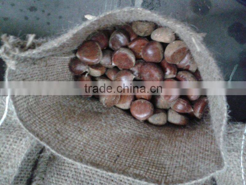high quality 5kg gunny bag fresh chinese chestnut for Jordan