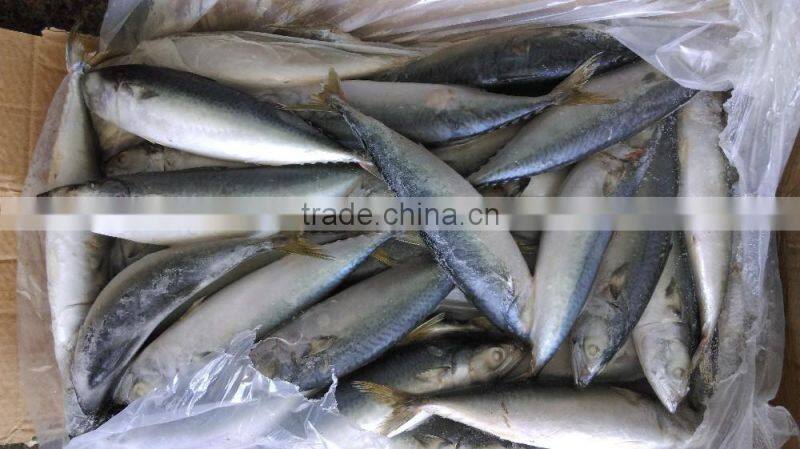 whole round pacific mackerel with landing frozen