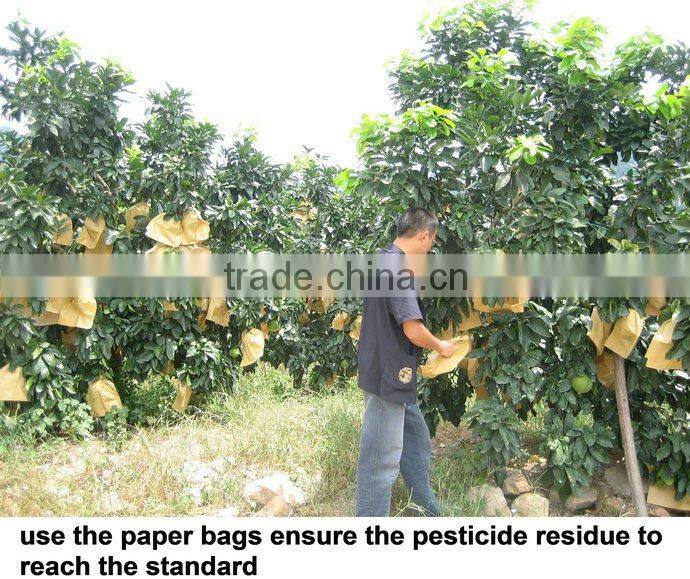 Fresh China's high quality pomelo