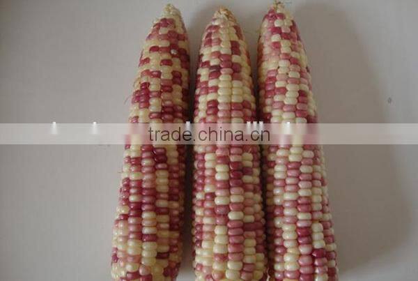 MCO03 Xin early maturity mix waxy corn seeds, hybrid corn seeds for planting