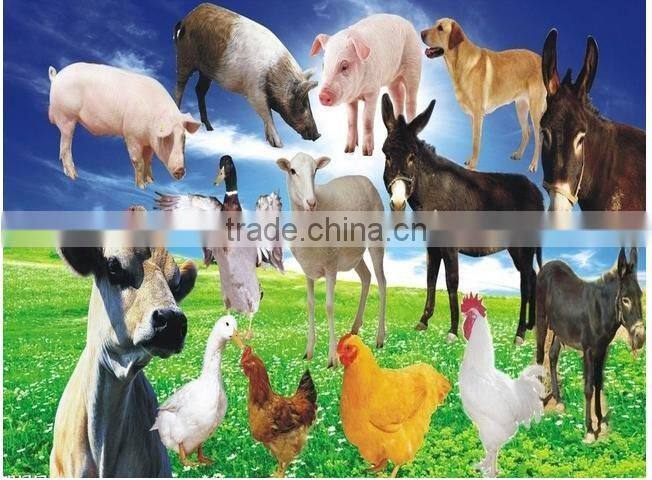 High quality feed mill plant, small capacity poultry feed mill