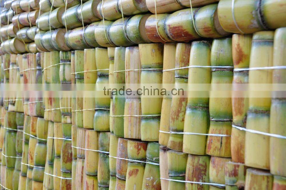 Best Fresh Sweet Sugar Cane from Vietnam
