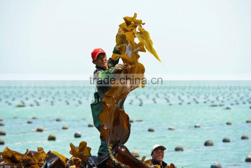 2016Chinese seafood of dried kelp,dry kelp seaweed