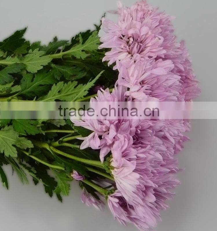 Quality new coming fresh pink chamomile chrysanthemum