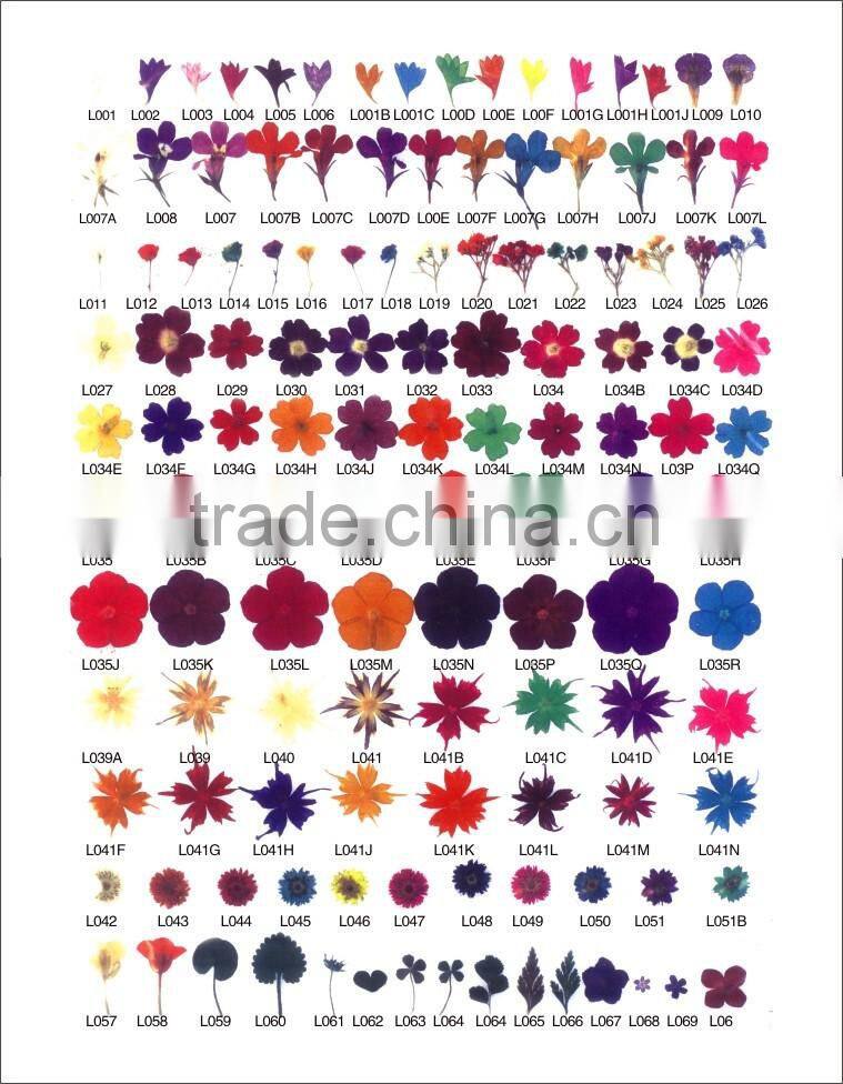 2016 Latest hot nail art dry flower decoration DIY flower dry for nail art