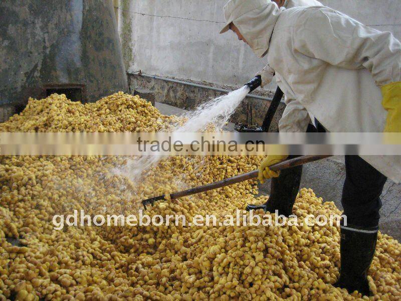 dry ginger whole from yunnan