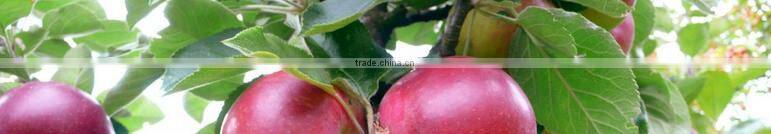 red delicious apple/ huaniu apple