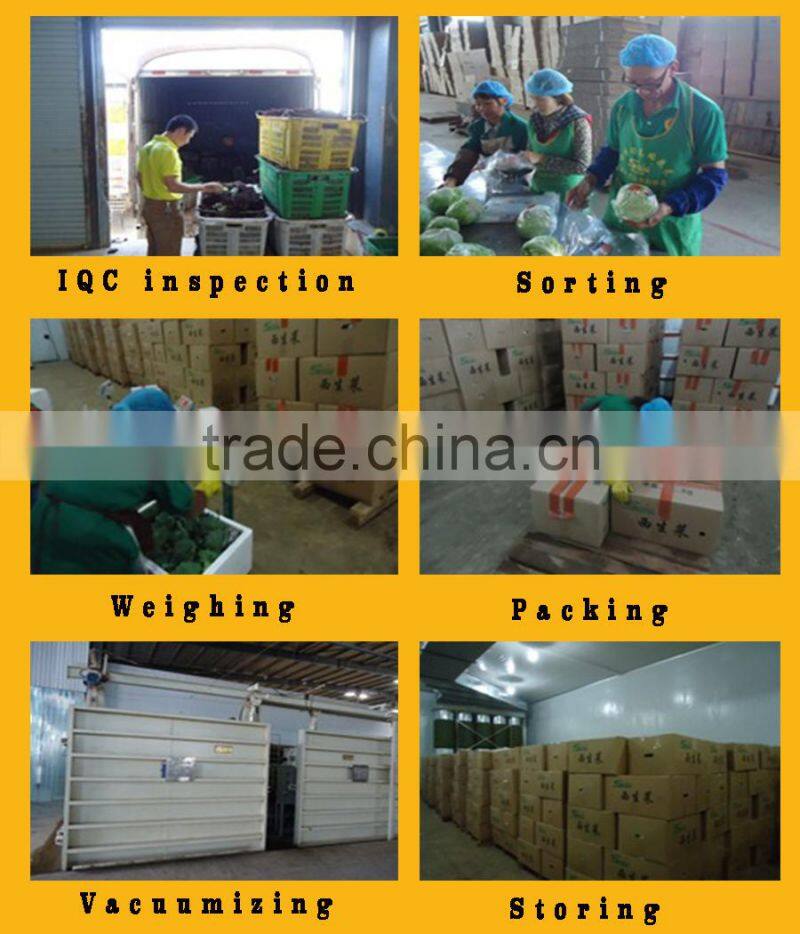 Fresh vegetable pakchoi cabbage frozen cabbage