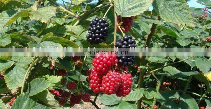 raspberry tree seedling