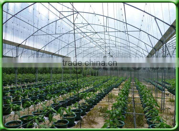 Roof ventilation/fixed window agricultural greenhouse