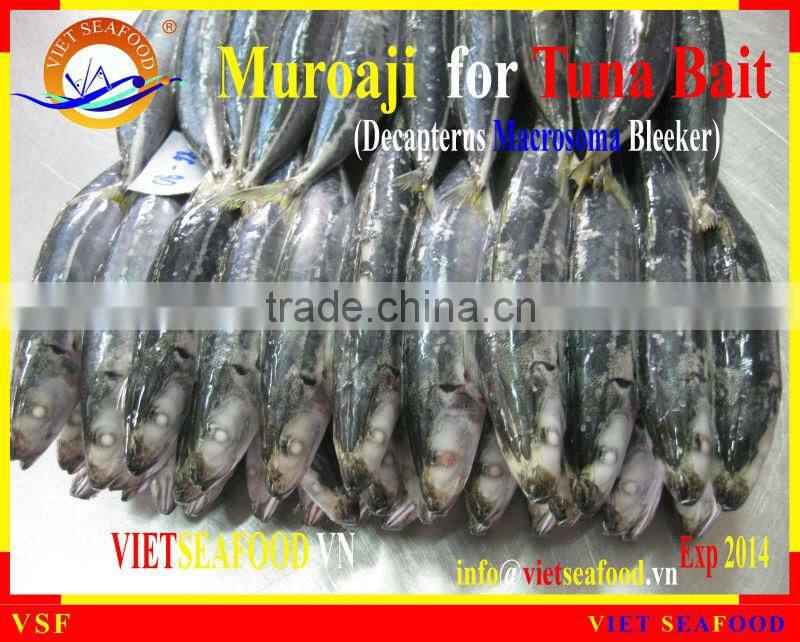 FROZEN MUROAJI FOR TUNA BAIT