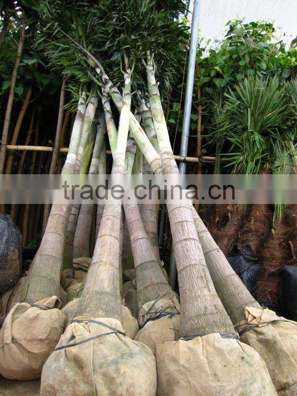 wodyetia bifurcata palm trees
