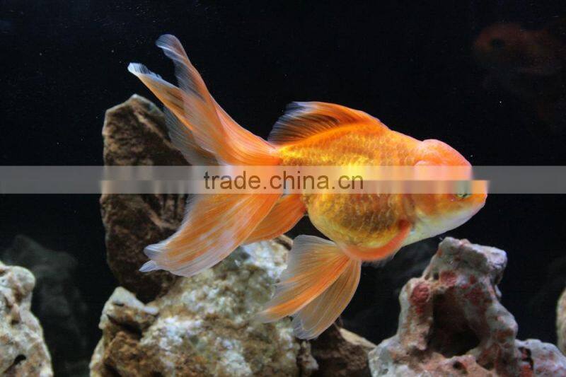 Live Ornamental Fish