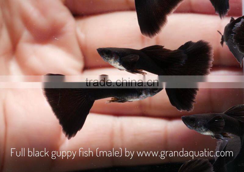 Full black guppy for Freshwater Aquarium fish export company from Thailand
