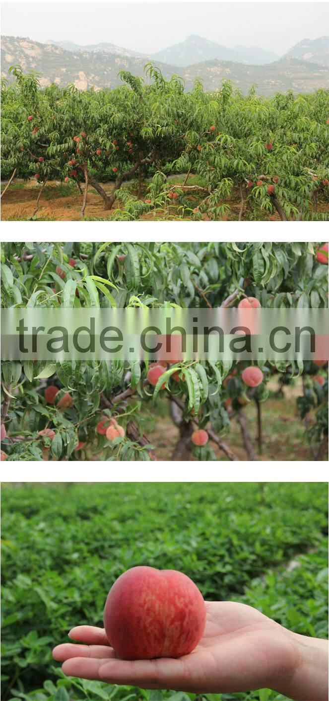 China organic fresh fruit peach for sale