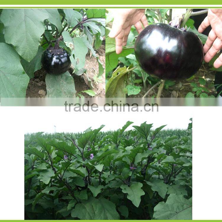 Solanberry fertilizer solanaceous vegetables organic fertilizer eggplant fertilizer