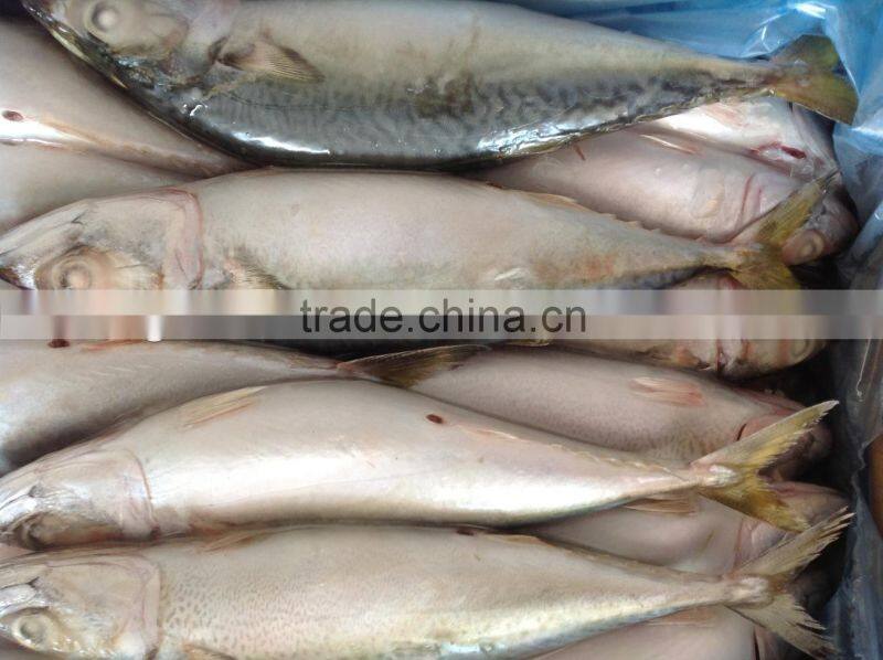 Frozen Mackerel Caught by Light Seine 300-400g