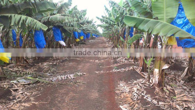 Bolsa de Proteccion Para el Banano