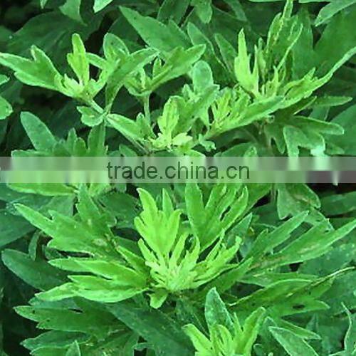 HST50 Extraction Oil Equipment